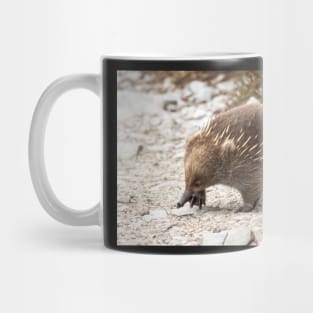 Echidna, Cradle Mountain, Tasmania Mug